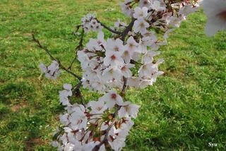 DSC_9491.jpg