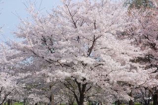 DSC_9529.jpg